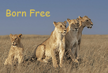 Born Free - video