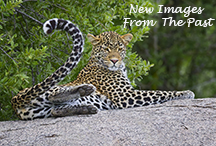 New Images From The Past - video