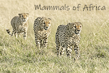 Mammals of Africa - video