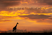 Sights and Sounds of Africa - video