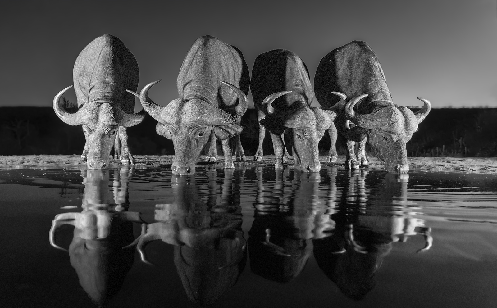 African Cape Buffalo after sunset, South Africa