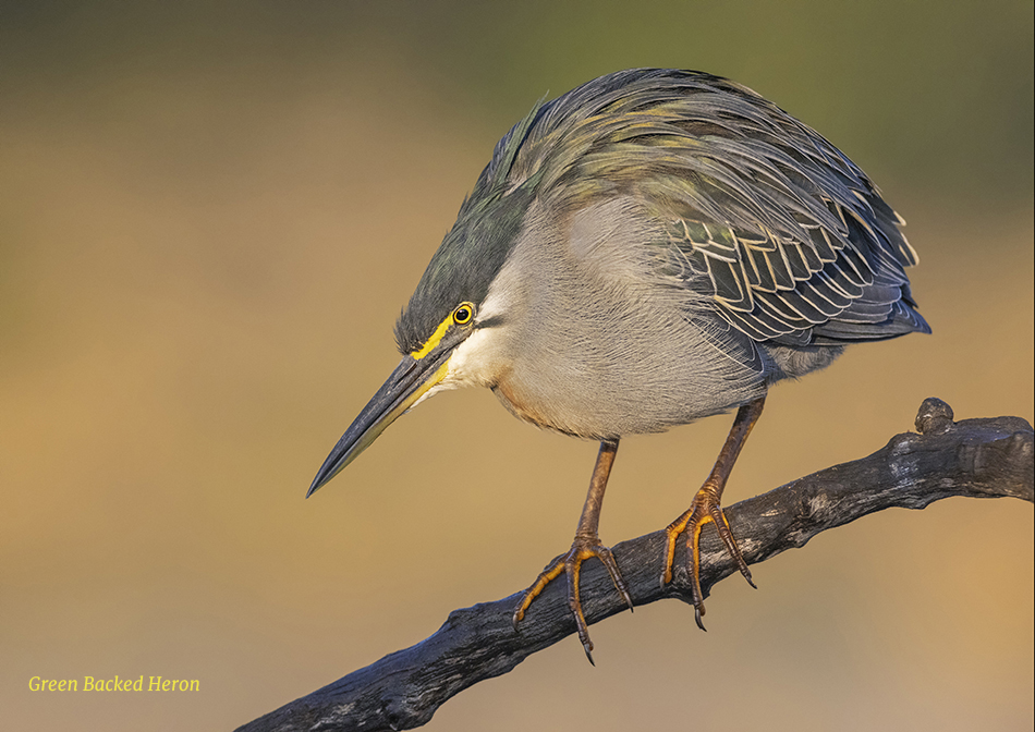 Green Backed Heron